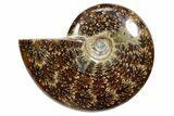 Polished Ammonite (Cleoniceras) Fossil - Madagascar #348502-1
